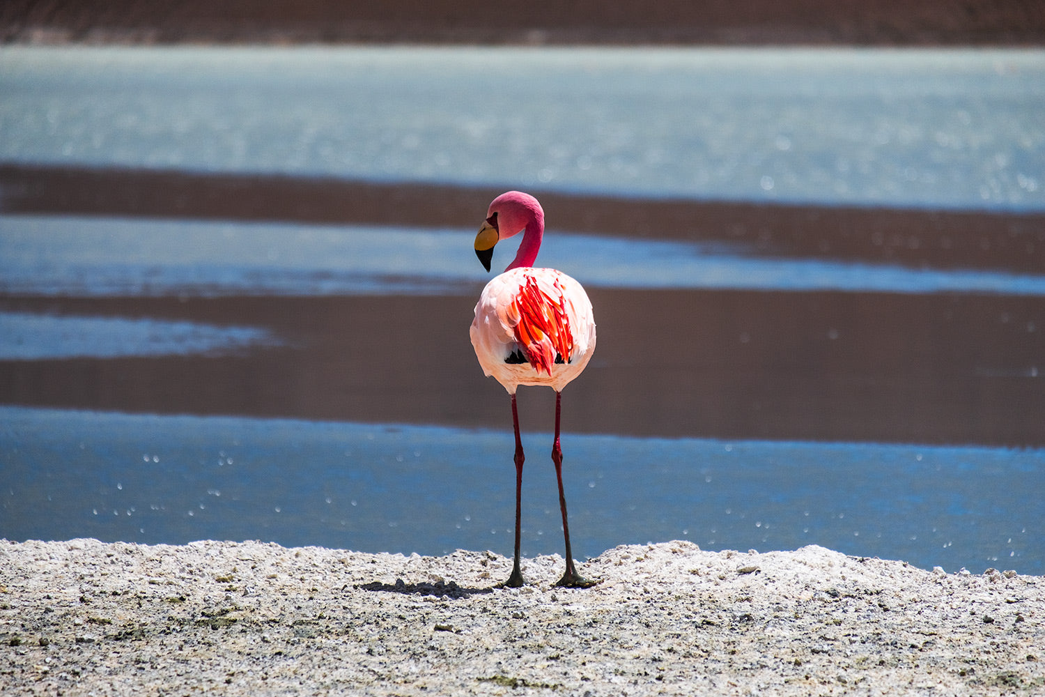 Lone Pink Flamingo standing on the edge of a blue lake near the Salt Flats, Uyuni, Bolivia.