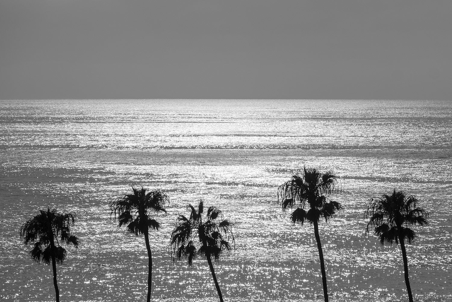 A silhouette monochrome of five palm trees in front of a sunlit sea at La Jolla, San Diego, California.