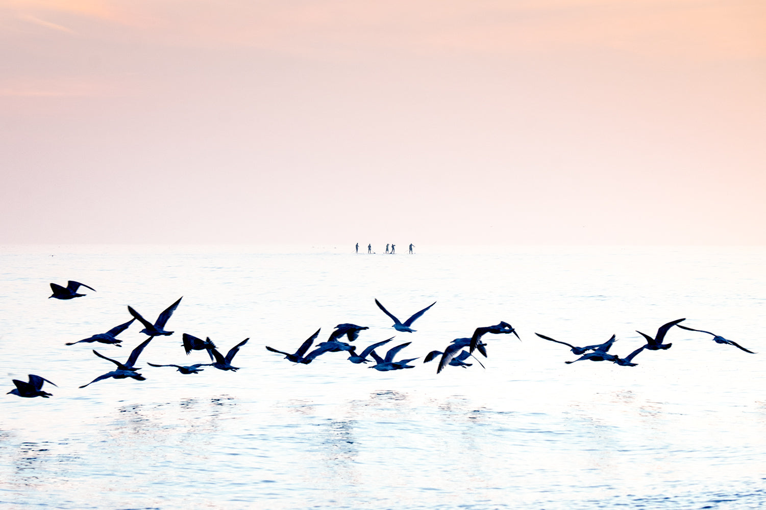 Five Paddleboarders and a flock of silhouetted  against a pink summer sunset in Brighton, East Sussex. 