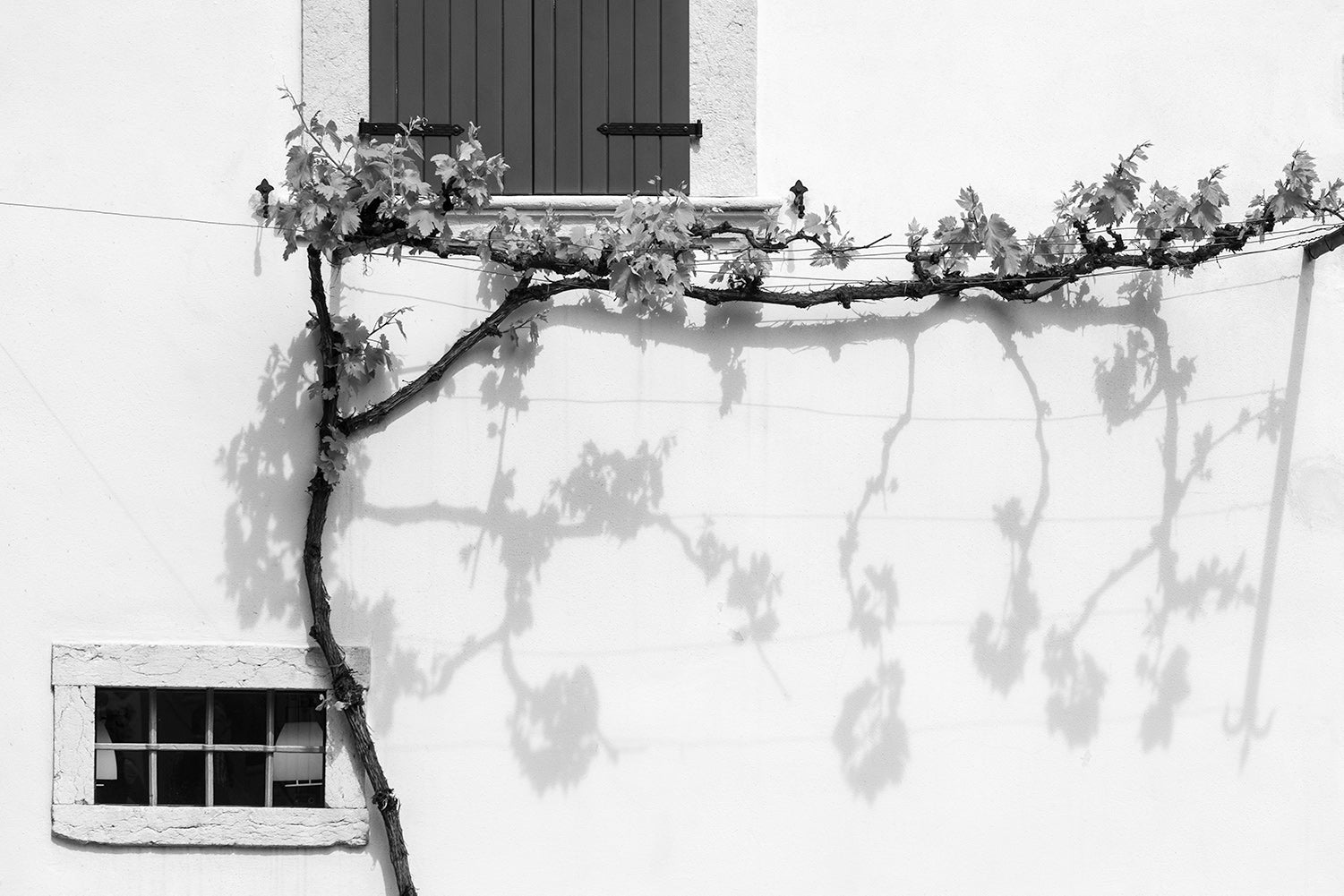 A black and white image of a vine along a white wall with shadows below in Limone sul Garda on the bank of Lake Garda, Italy.