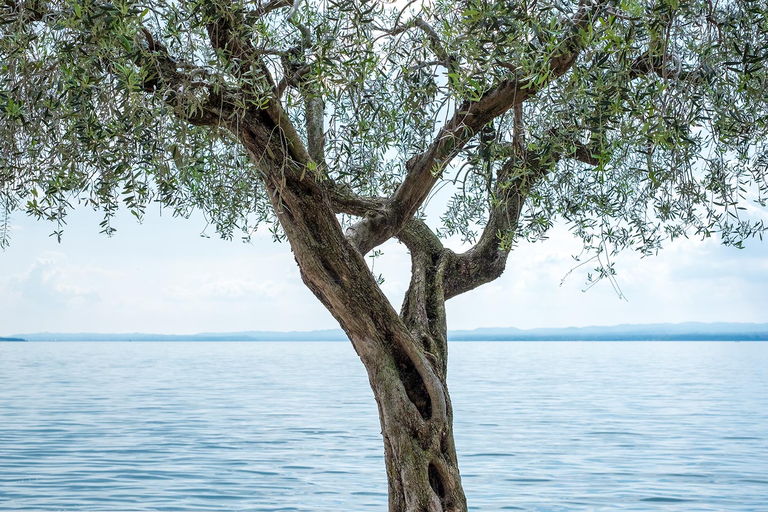 A tightly cropped image of an Olive Tree on the banks of the light blue Lake Garda, Italy. 
