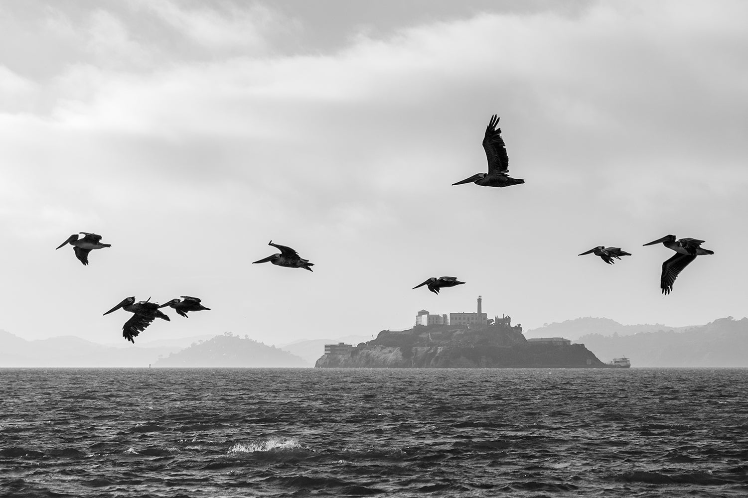 A black and white image of Pelicans flying with Alcatraz highlighted in the background and across the water.