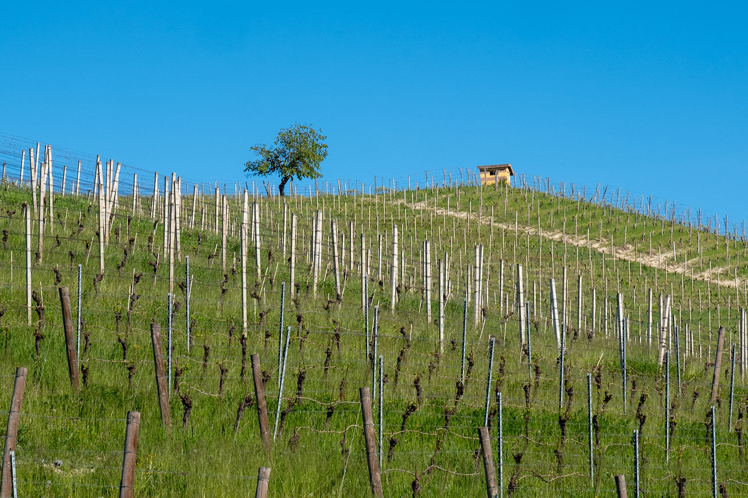 A hillside of young vines in Piedmont with a tree and a small house on the summit, below a clear blue sky.
