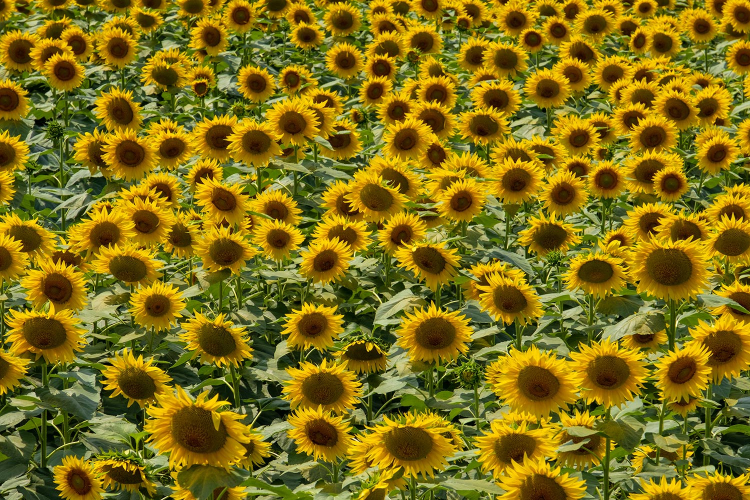 A sea of golden headed sunflowers on the outskirts of San Gimignano in the province of Siena, Italy. 