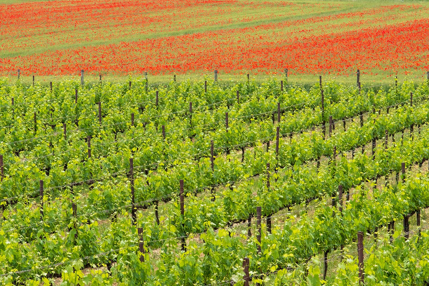 A field of vines near a field of poppies provide an interesting view as the greens turn to red in Siena, Italy.