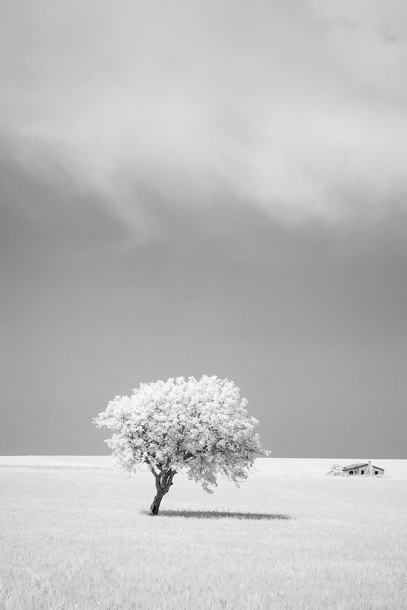 Infrared image of a lone tree in the middle of the Alta Murgia National Park inland from Bari, Southern Italy. 