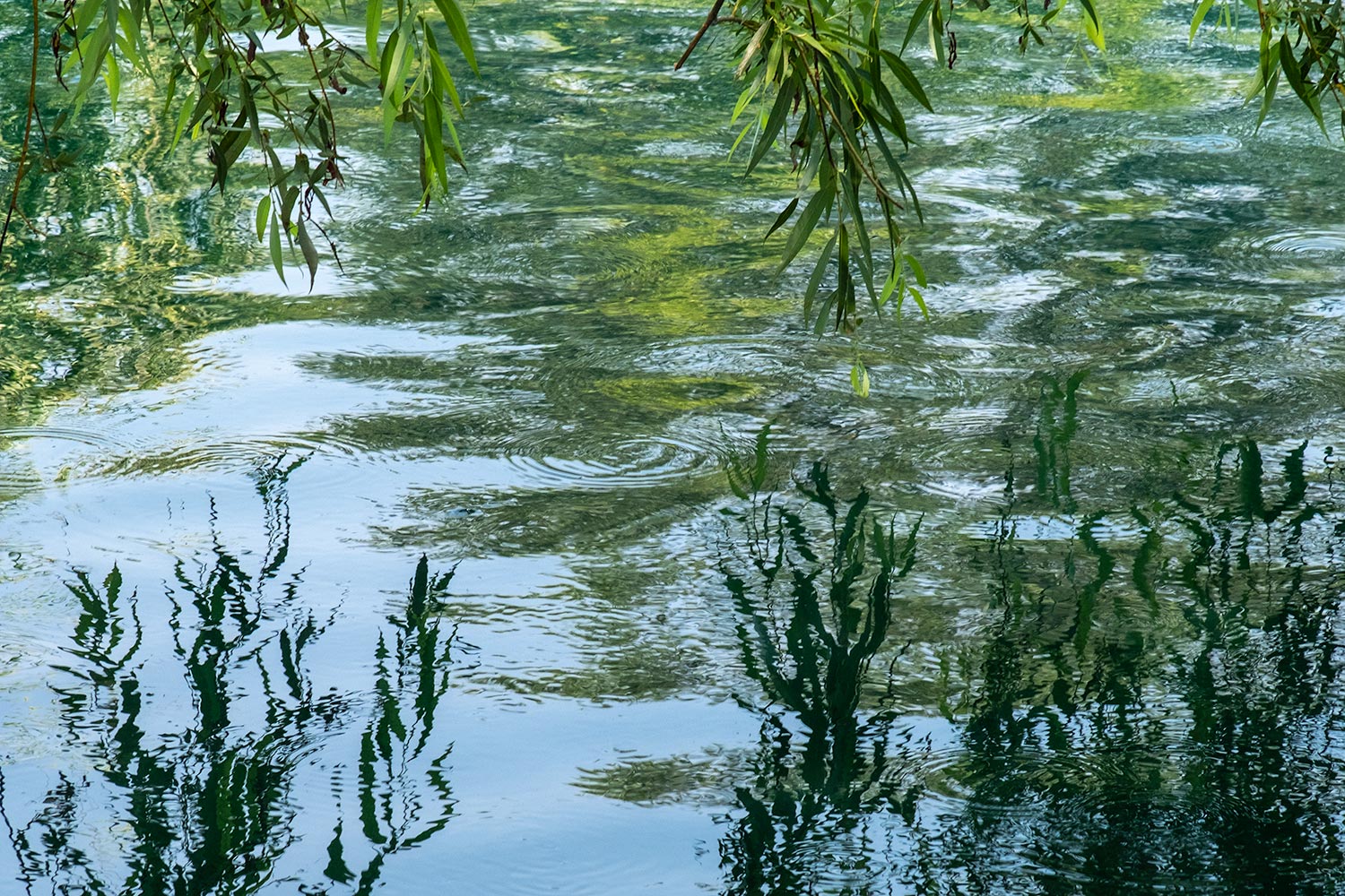 Reflections of branches and leaves on the gently rippling waters of the lake at Chateau Monetelena Winery, Napa Valley, USA