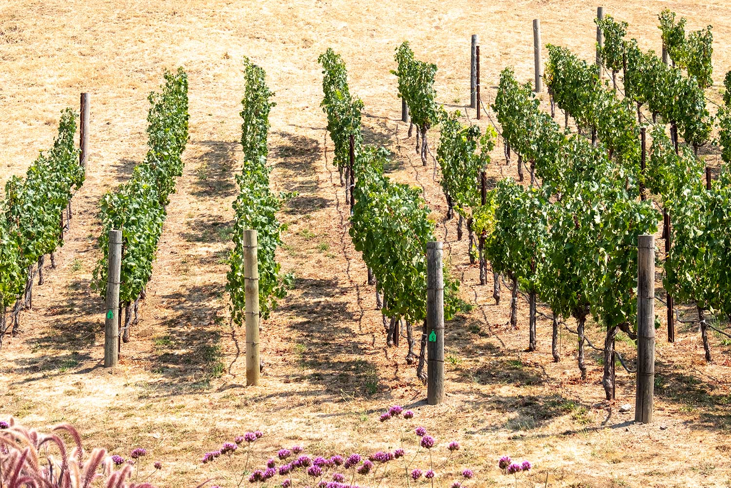 The straight lines of the vines on the Odette Estate Winery look almost like rows of Guardsmen standing to attention in the sun. 