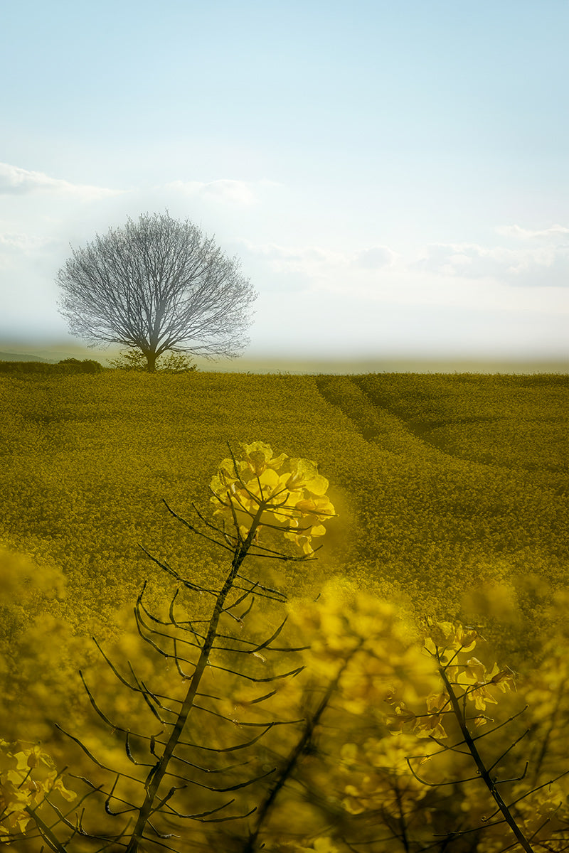Double exposure of a yellow rape seed field in the Cotswolds leading to a single bare tree in the distance.