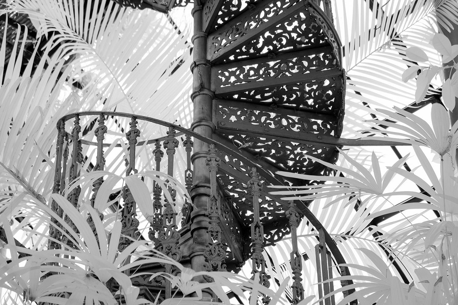 an infrared photograph of a Victorian spiral staircase situated in the Botanical gardens in Glasgow surrounded by fronds.