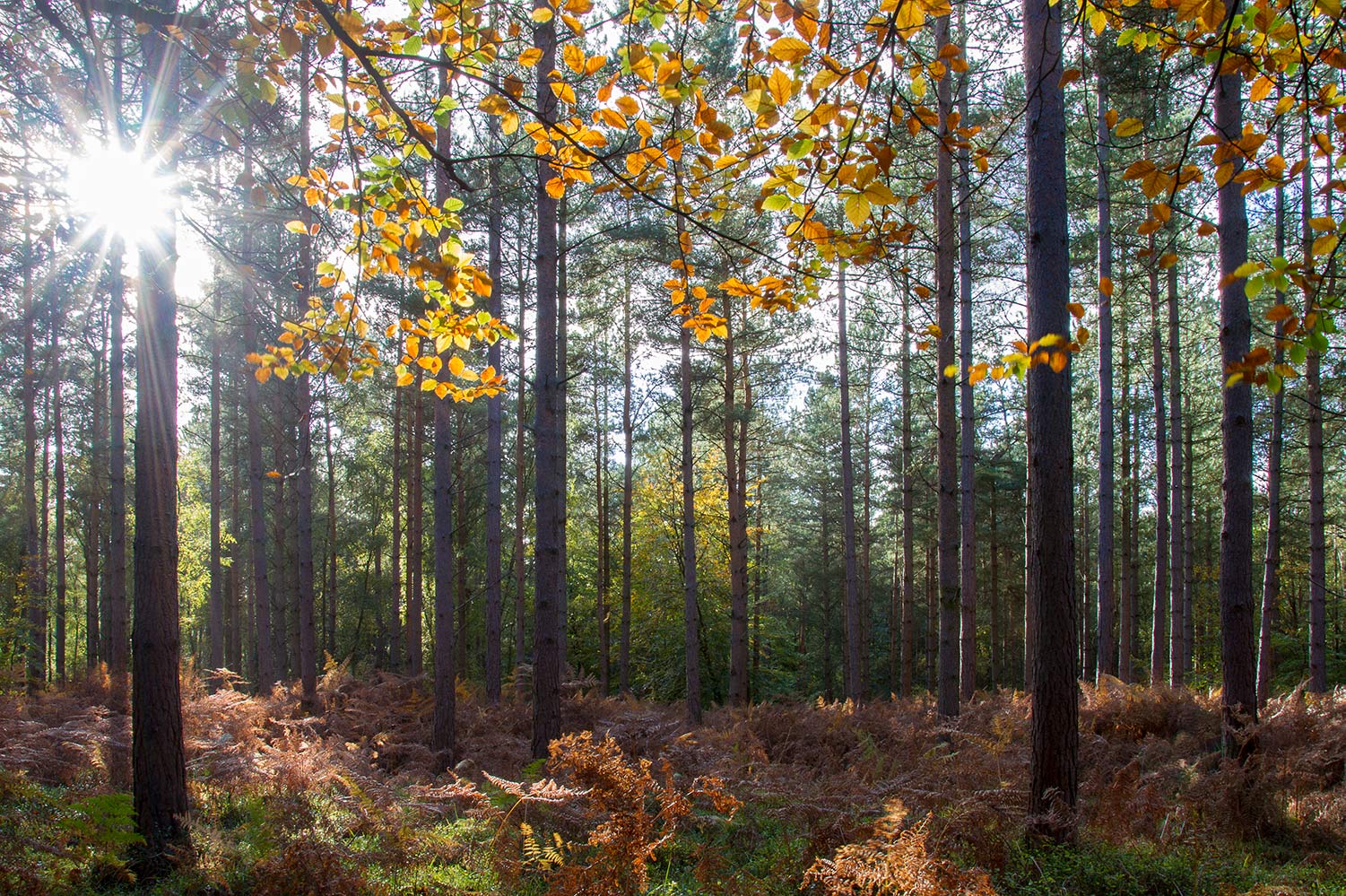The sun shining through the autumn trees in The New Forest lights up the golden coloured leaves and woodland.
