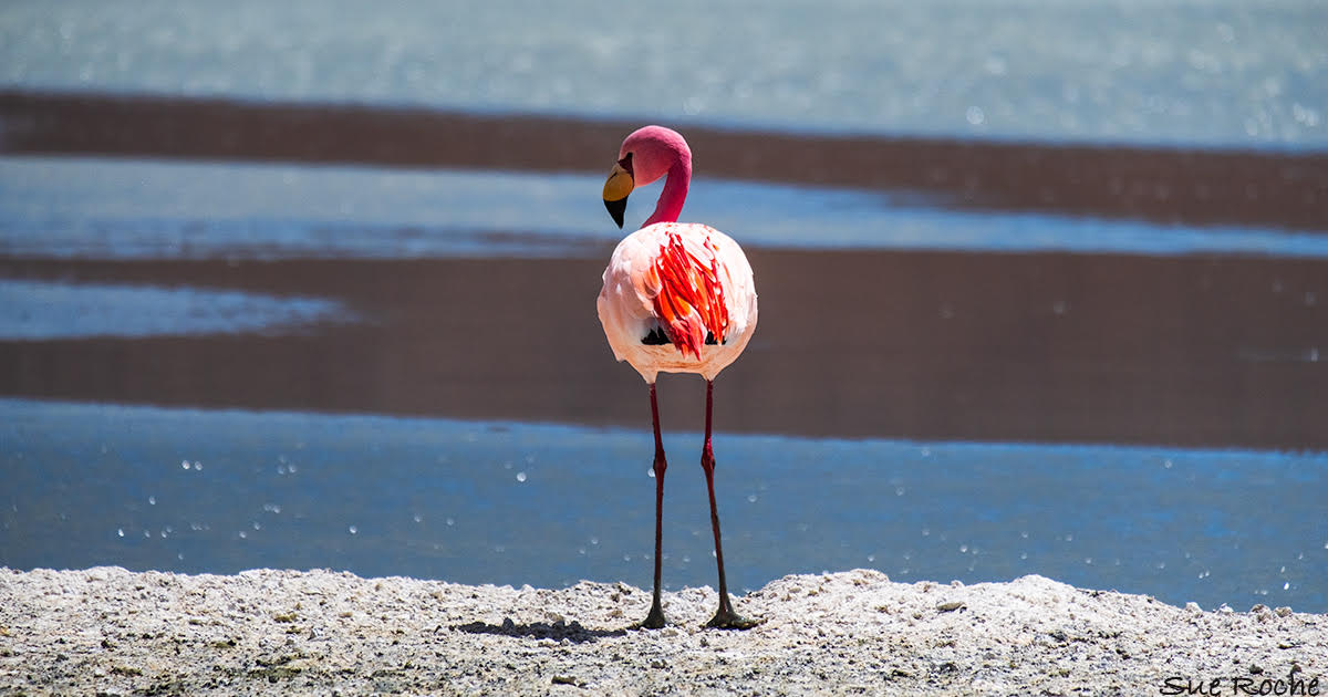sue roche gift voucher flamingo bolivia