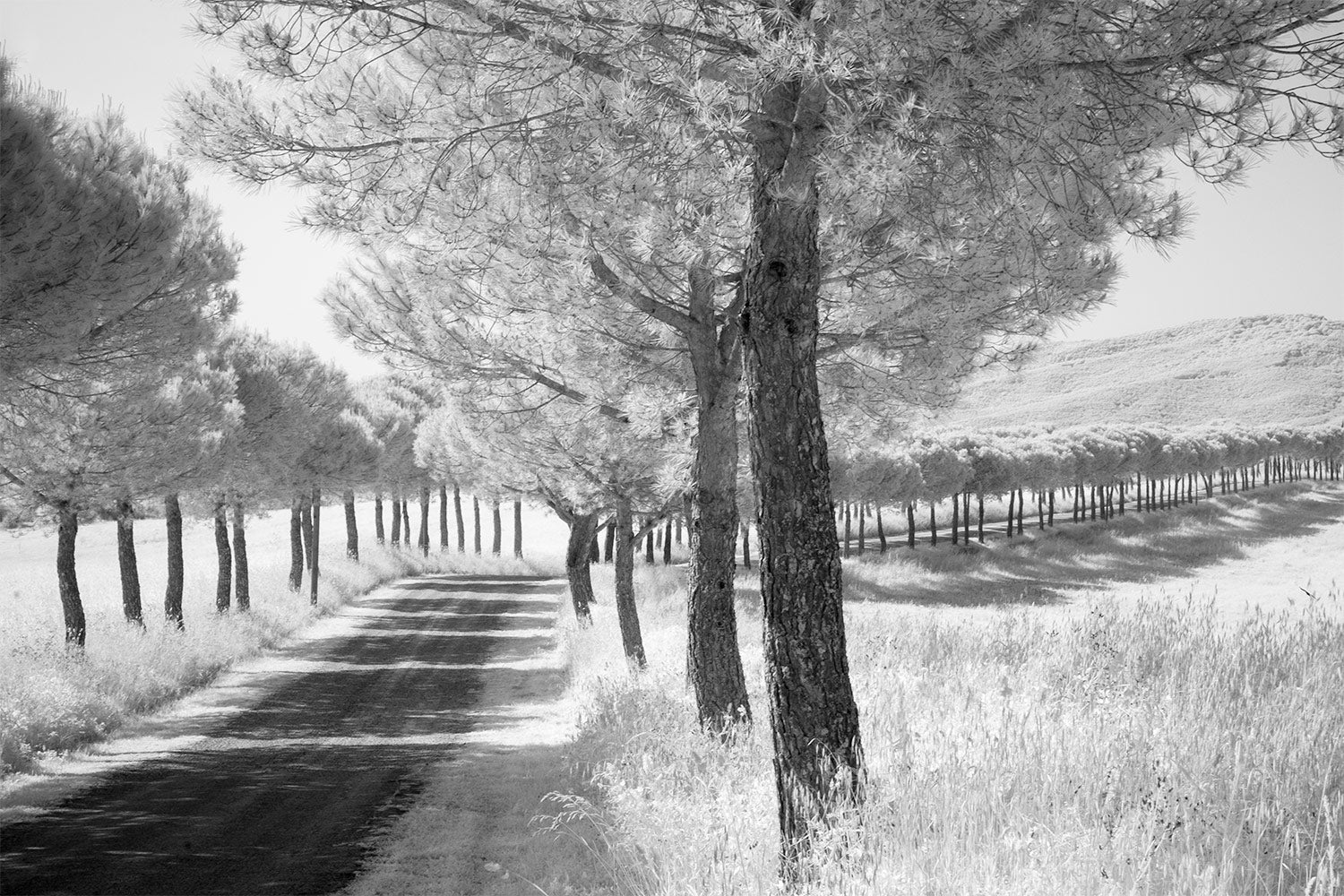 A black and white image of an Avenue of Trees either side of the road through the rolling Italian countryside.